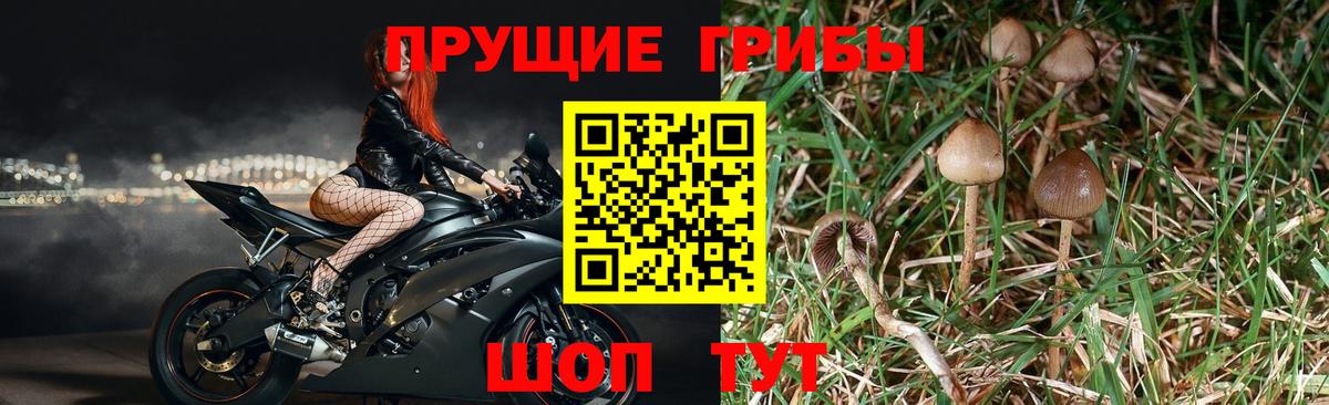 Псилоцибиновые грибы прущие грибы  Вход с VPN  Можайск  Галлюциногенные грибы мицелий 